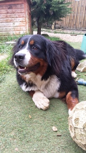 pension pour tous les chiens dans le jura